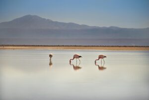 Descubra o Atacama em 2025: Aventuras, Natureza e Encantos Culturais