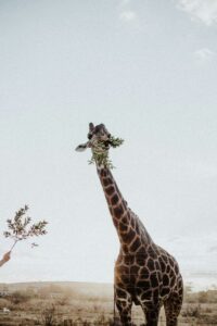 Descubra as Maravilhas da África do Sul: Aventuras e Cultura em Cada Cantinho